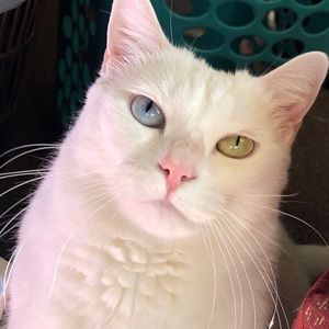 Meet your Posher, Cat